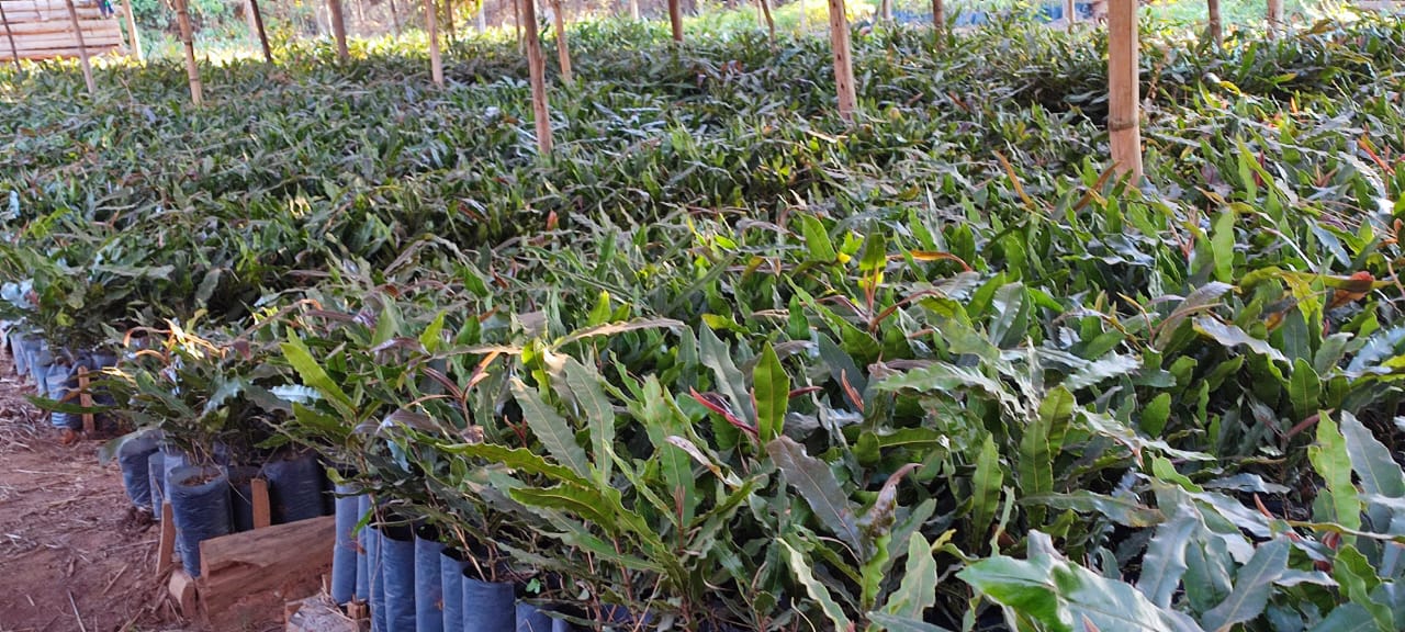 Macadamia seedlings